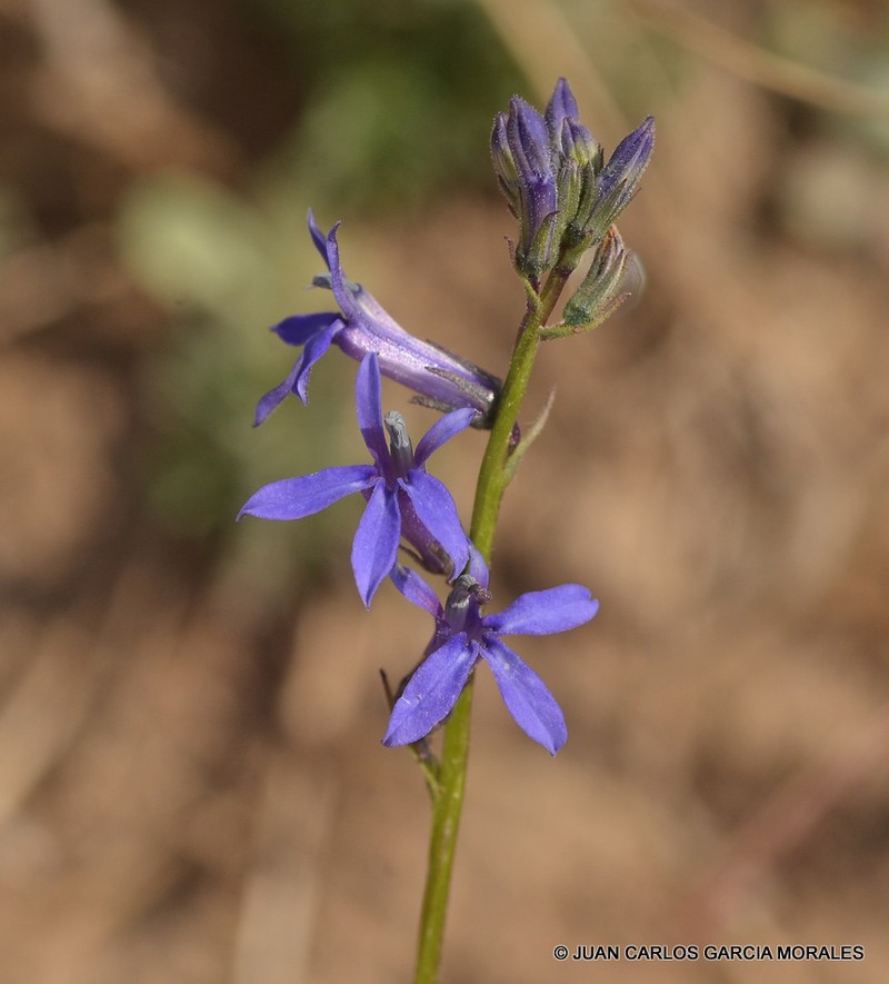 Lobelia gruina photo 7