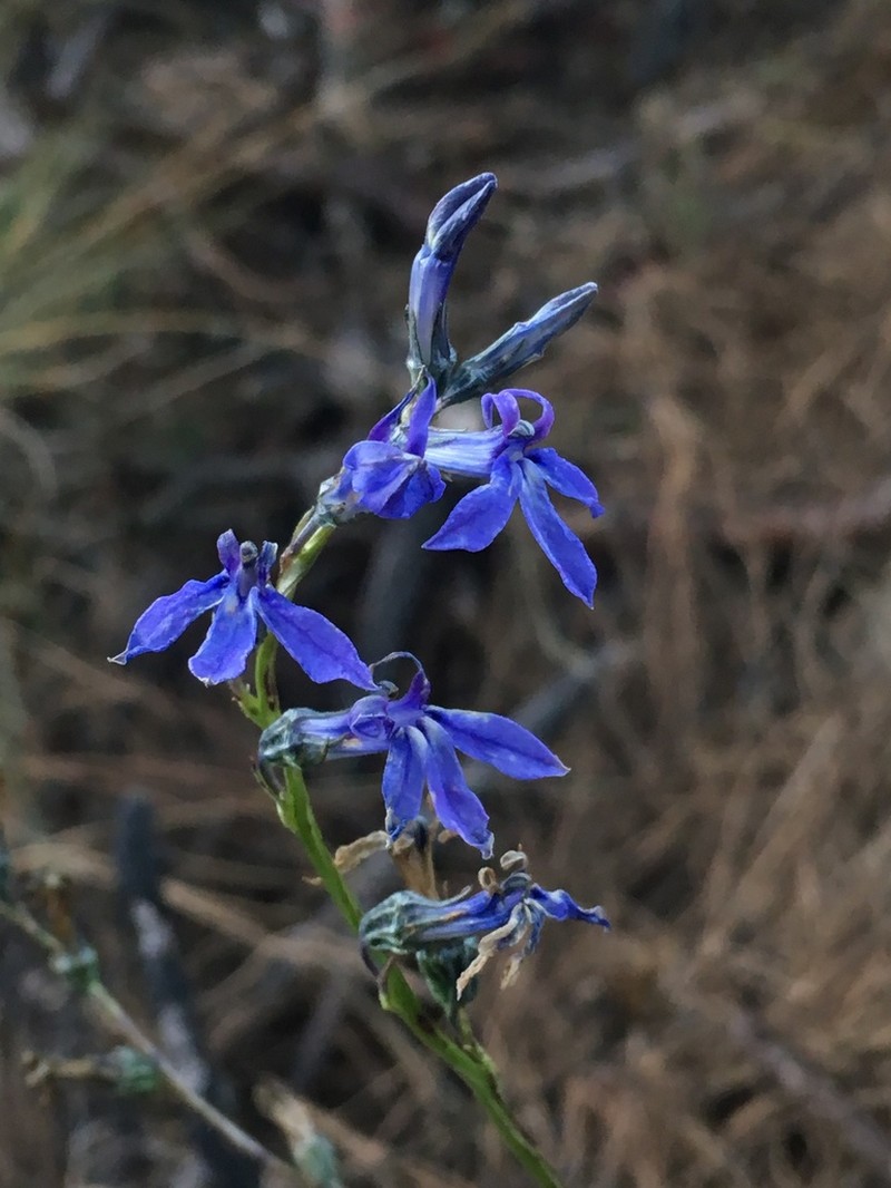 Lobelia gruina photo 8