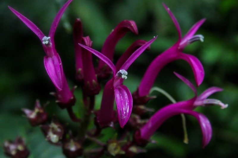 Lobelia guatemalensis