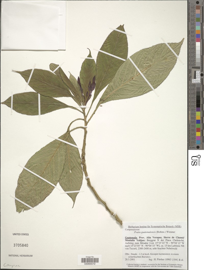 Lobelia guatemalensis photo 3