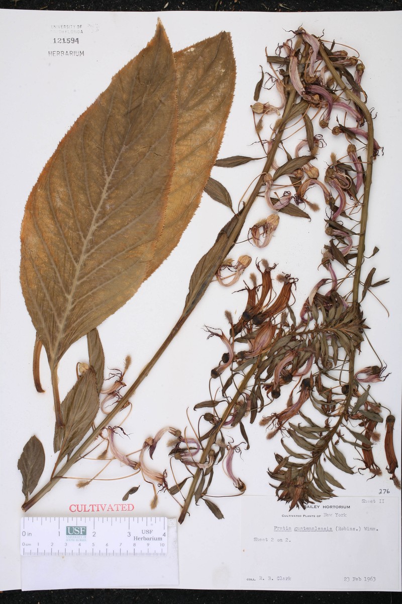 Lobelia guatemalensis photo 4