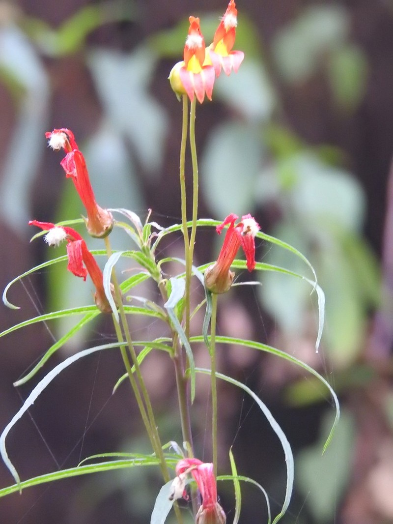 Lobelia guerrerensis