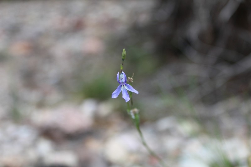 Lobelia guzmanii photo 2