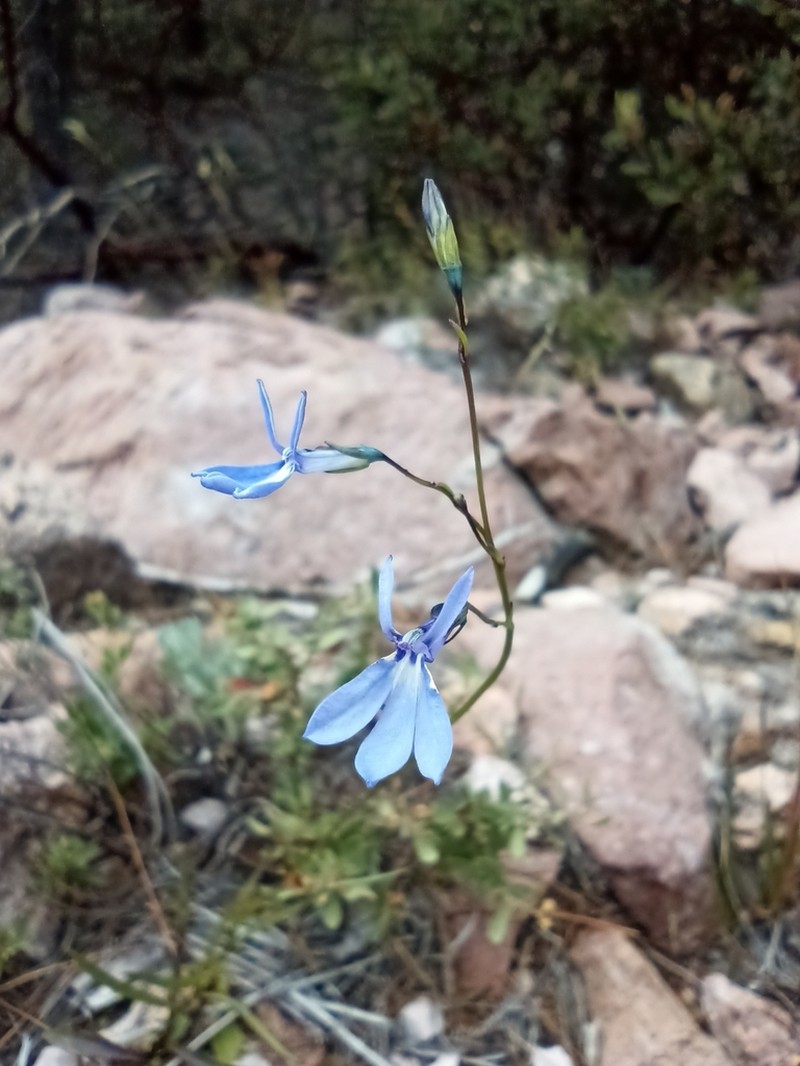 Lobelia guzmanii photo 4