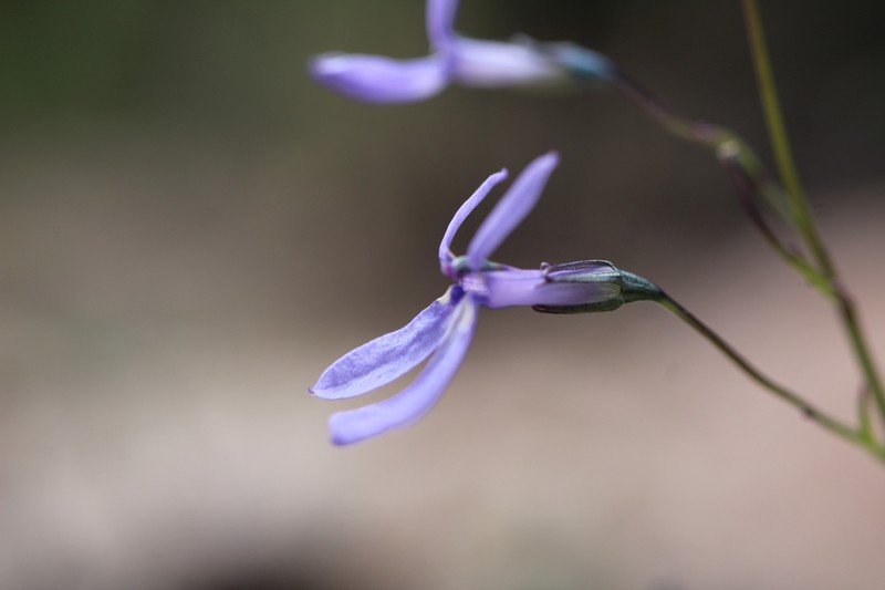 Lobelia guzmanii photo 7