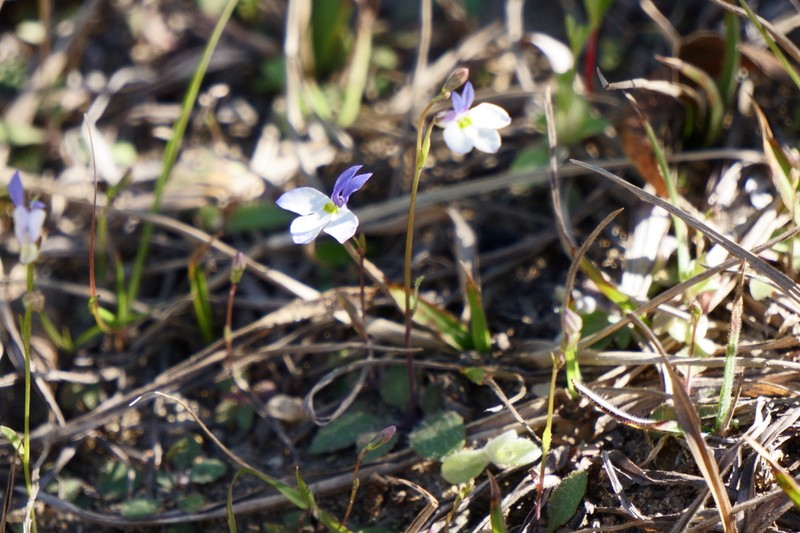 Lobelia gypsophila