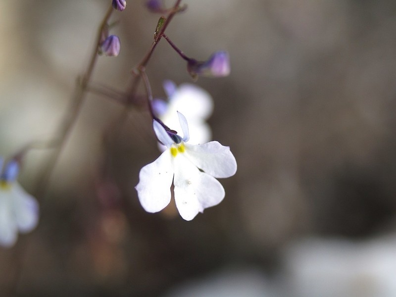 Lobelia gypsophila photo 2