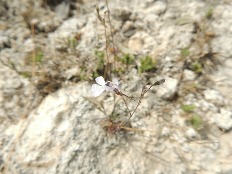 Lobelia gypsophila photo 3