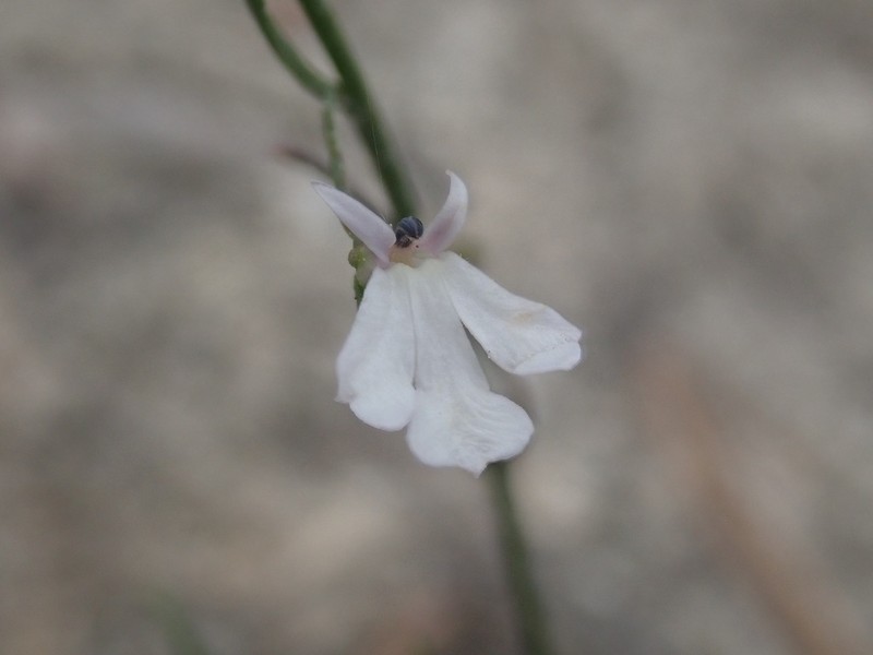 Lobelia gypsophila photo 4