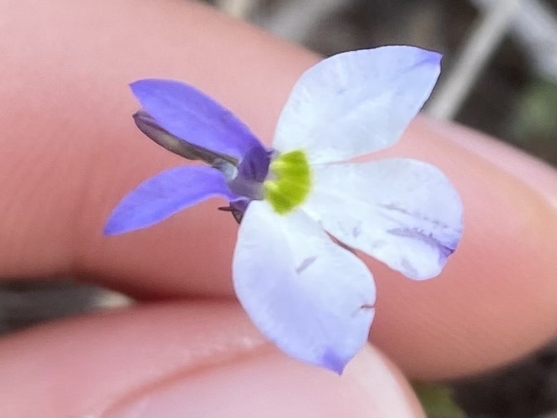 Lobelia gypsophila photo 5