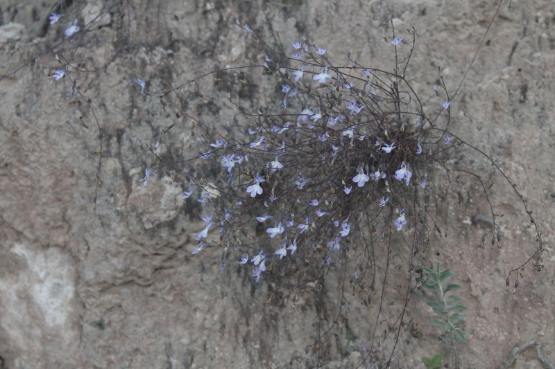 Lobelia gypsophila photo 6