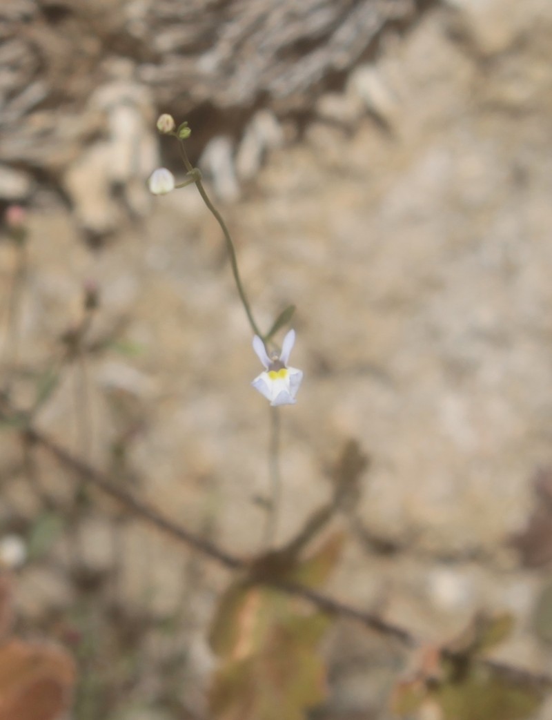 Lobelia gypsophila photo 7