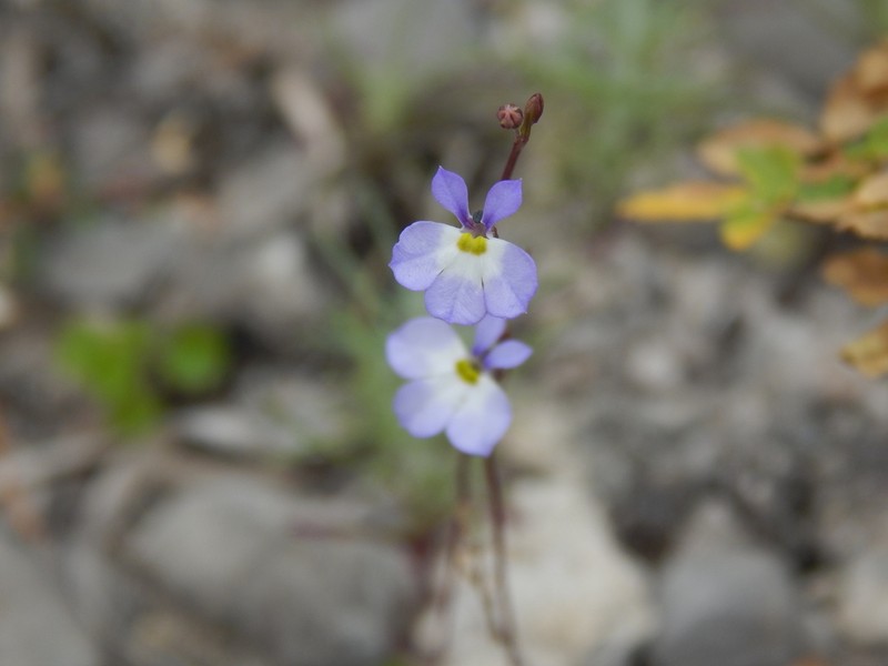 Lobelia gypsophila photo 8