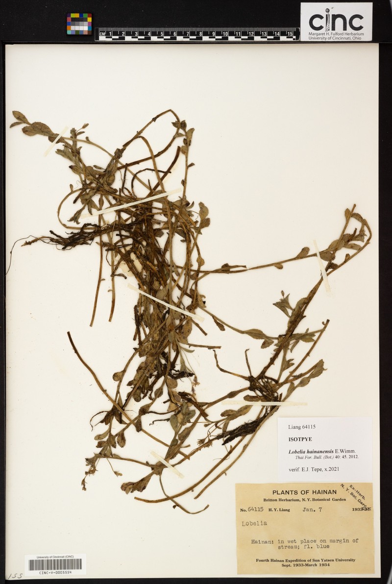 Lobelia hainanensis