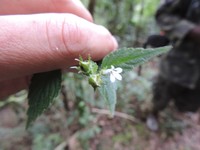 Lobelia hartlaubii