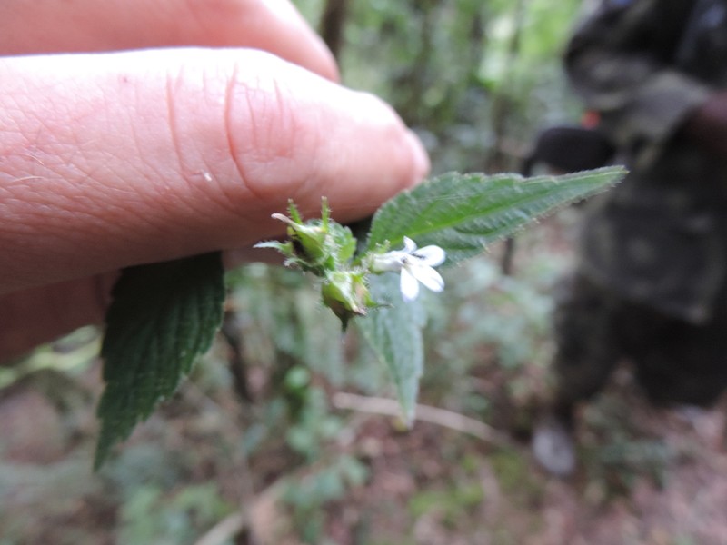 Lobelia hartlaubii