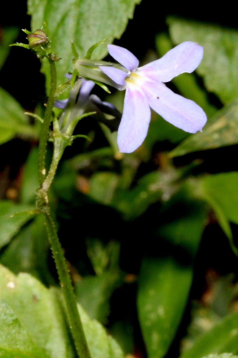 Lobelia hartlaubii photo 2