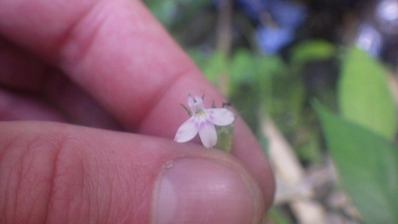 Lobelia hartlaubii photo 3