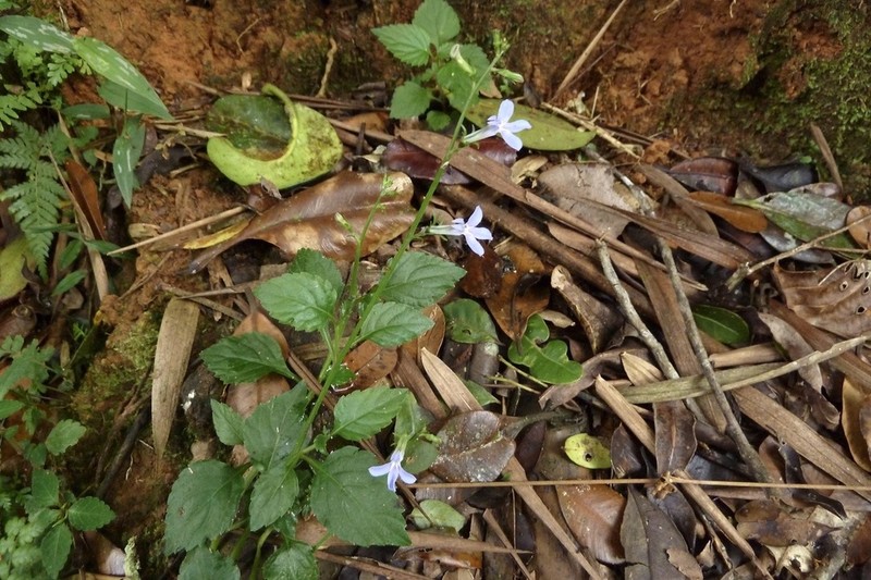 Lobelia hartlaubii photo 4
