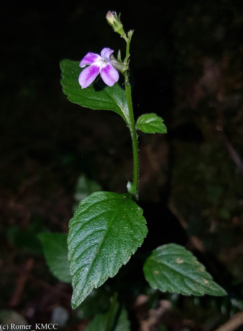 Lobelia hartlaubii photo 5