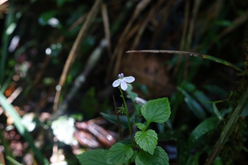 Lobelia hartlaubii photo 6