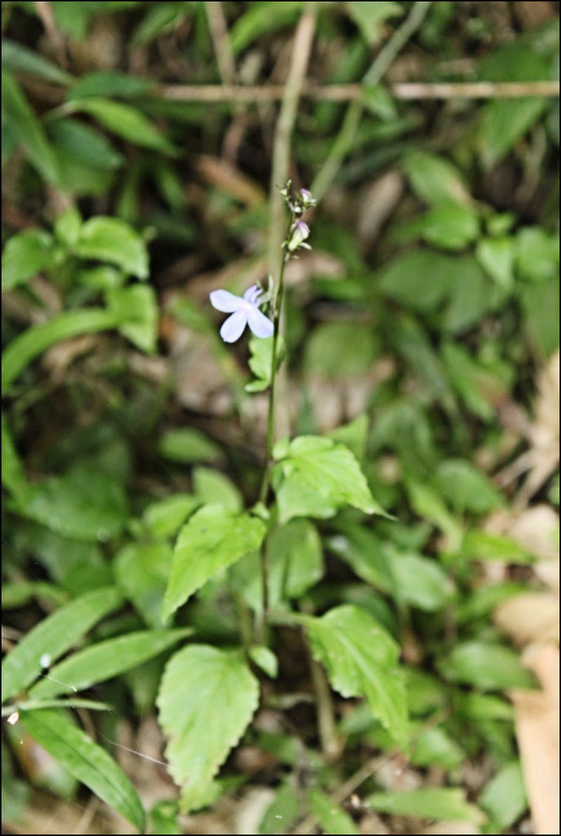 Lobelia hartlaubii photo 8