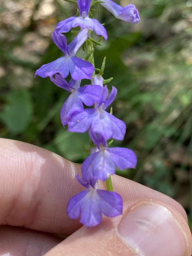 Lobelia hartwegii