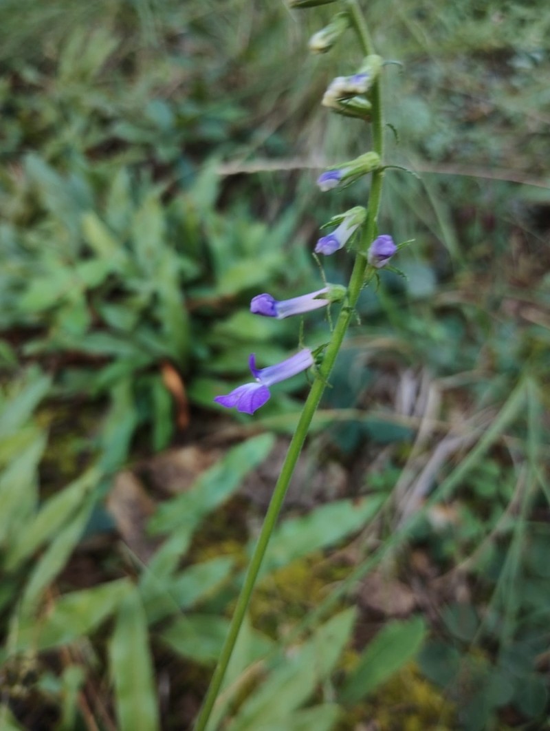 Lobelia hartwegii photo 2