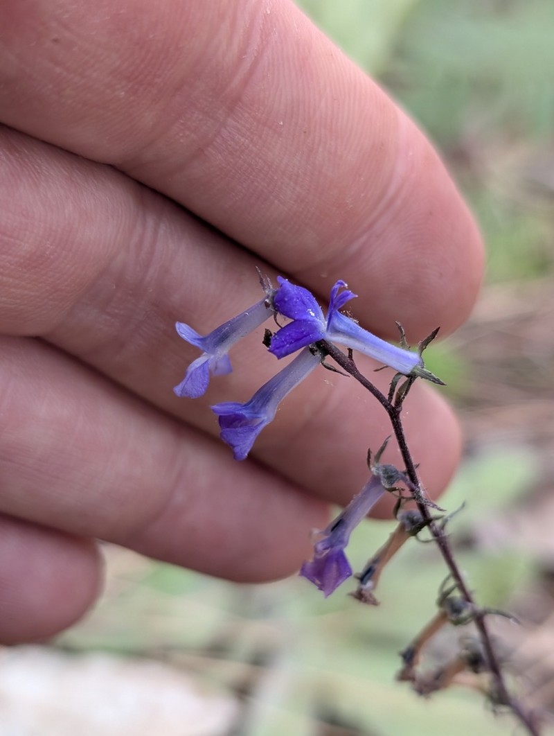 Lobelia hartwegii photo 3