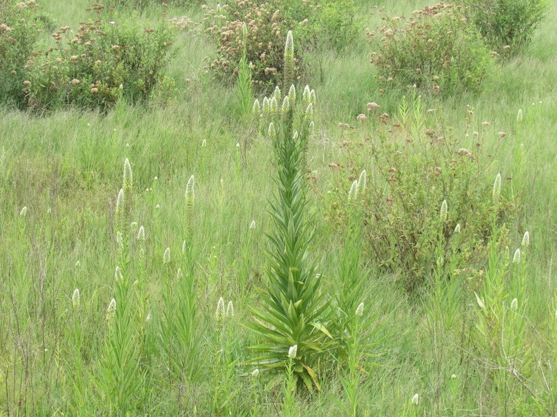 Lobelia hassleri