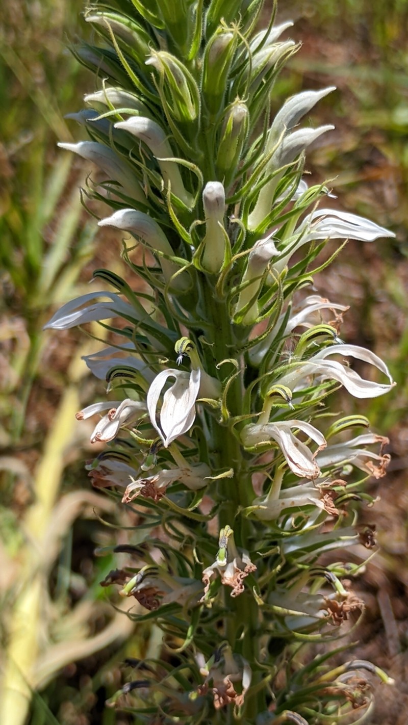 Lobelia hassleri photo 3