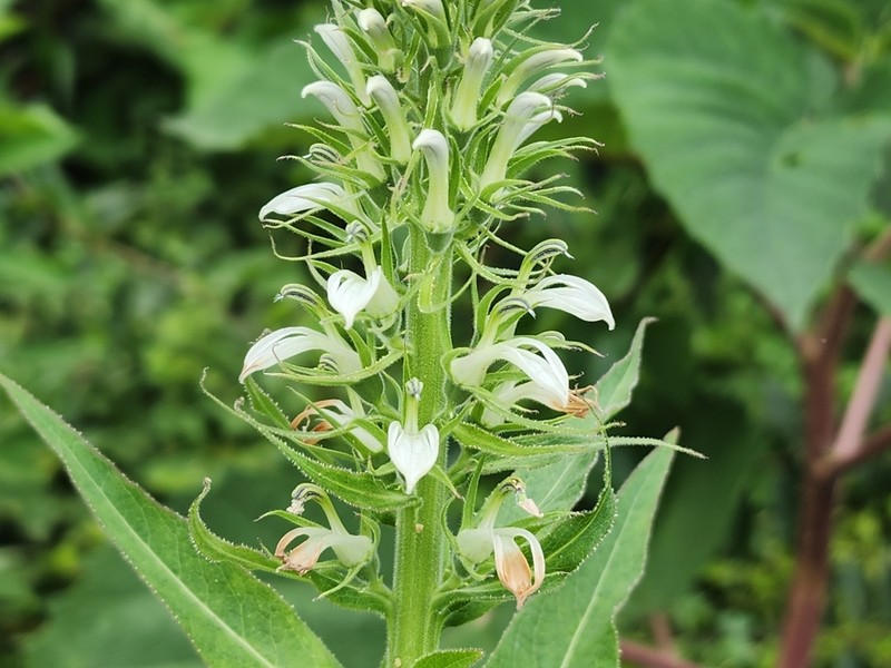 Lobelia hassleri photo 5