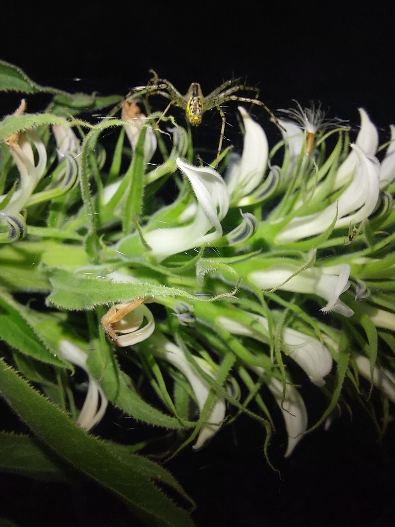 Lobelia hassleri photo 6