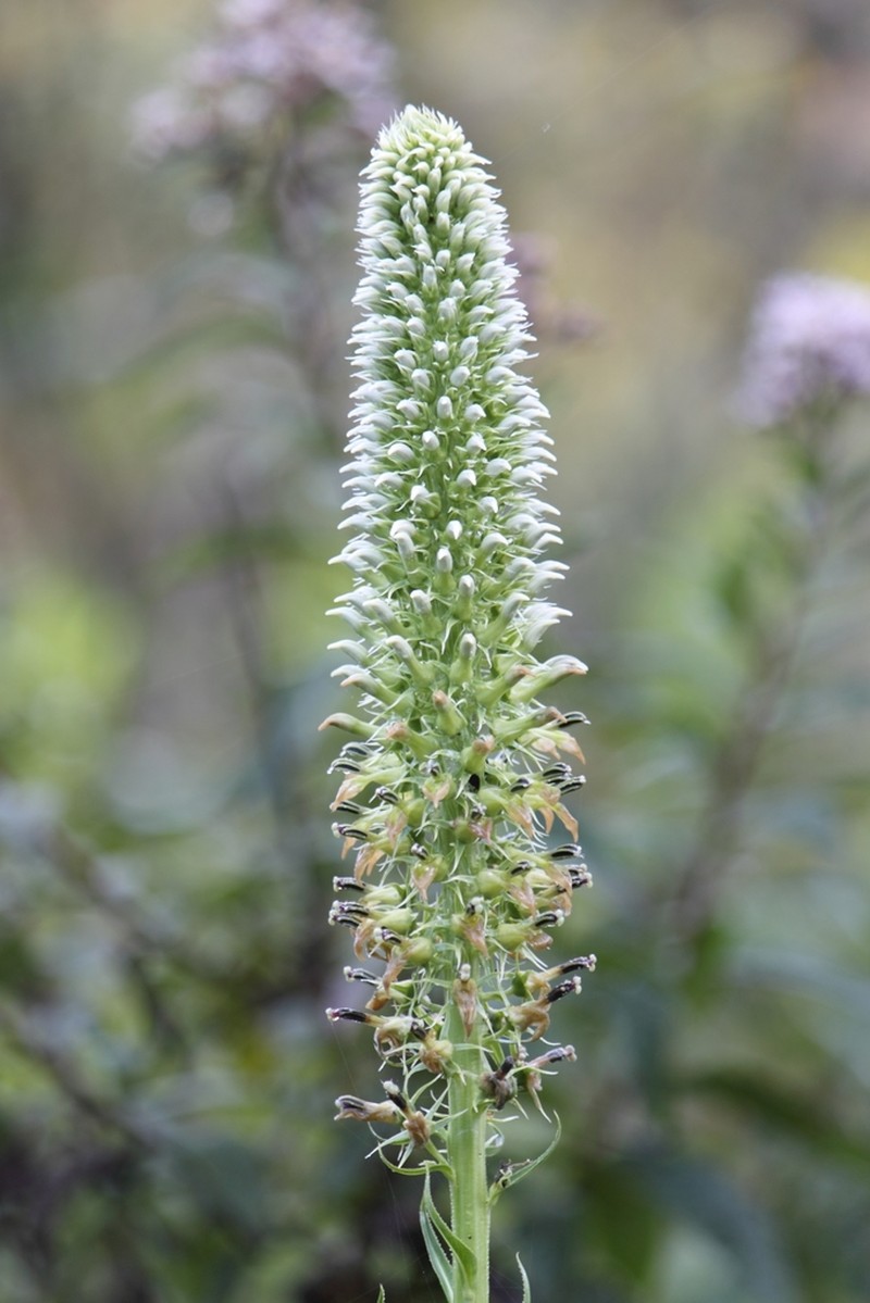 Lobelia hassleri photo 7