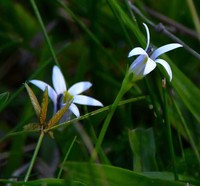 Lobelia hederacea
