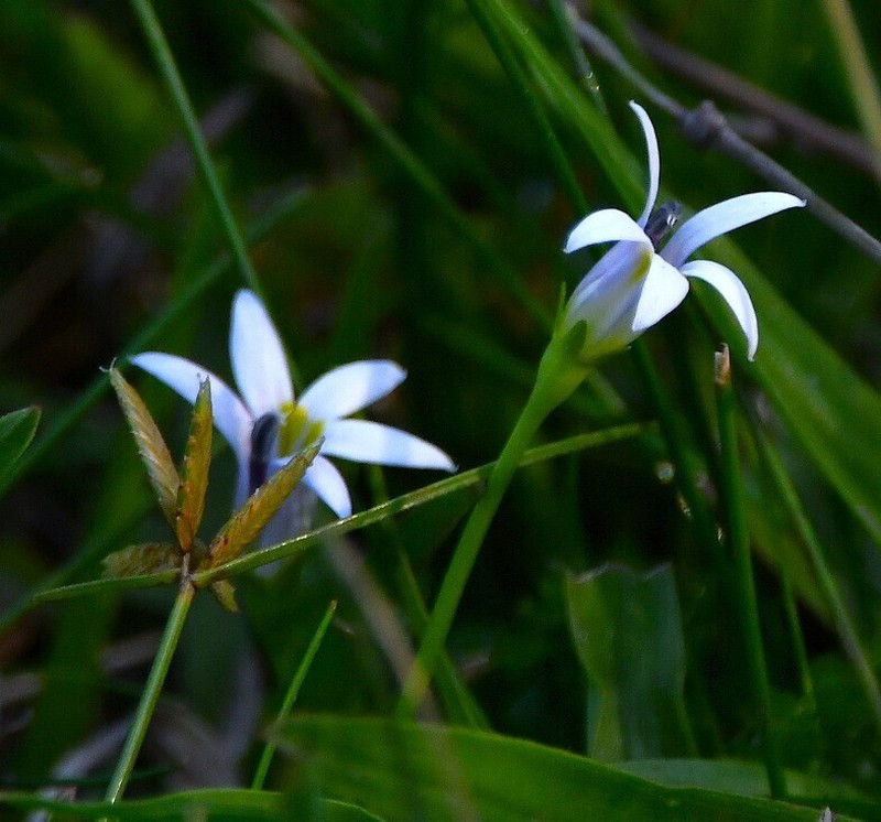 Lobelia hederacea