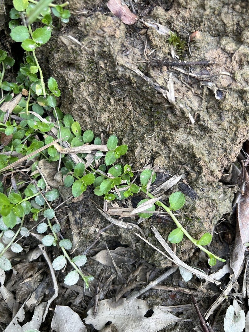 Lobelia hederacea photo 3