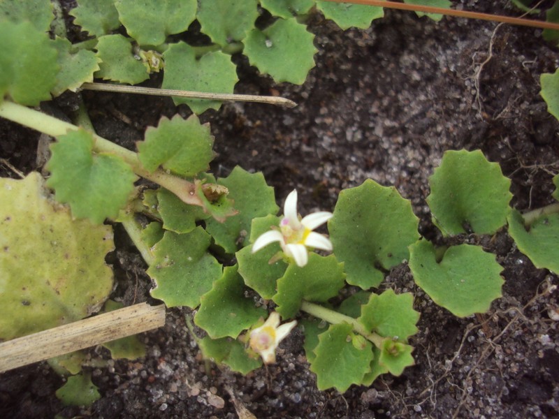 Lobelia hederacea photo 4