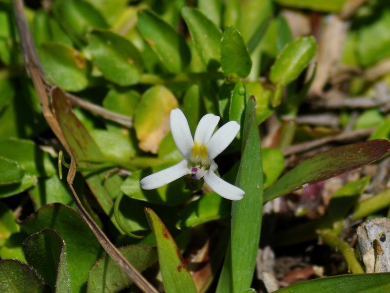 Lobelia hederacea photo 7