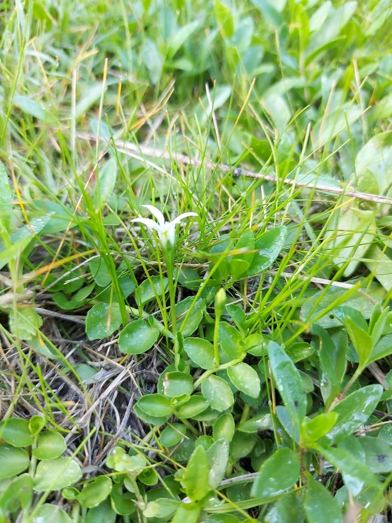 Lobelia hederacea photo 8