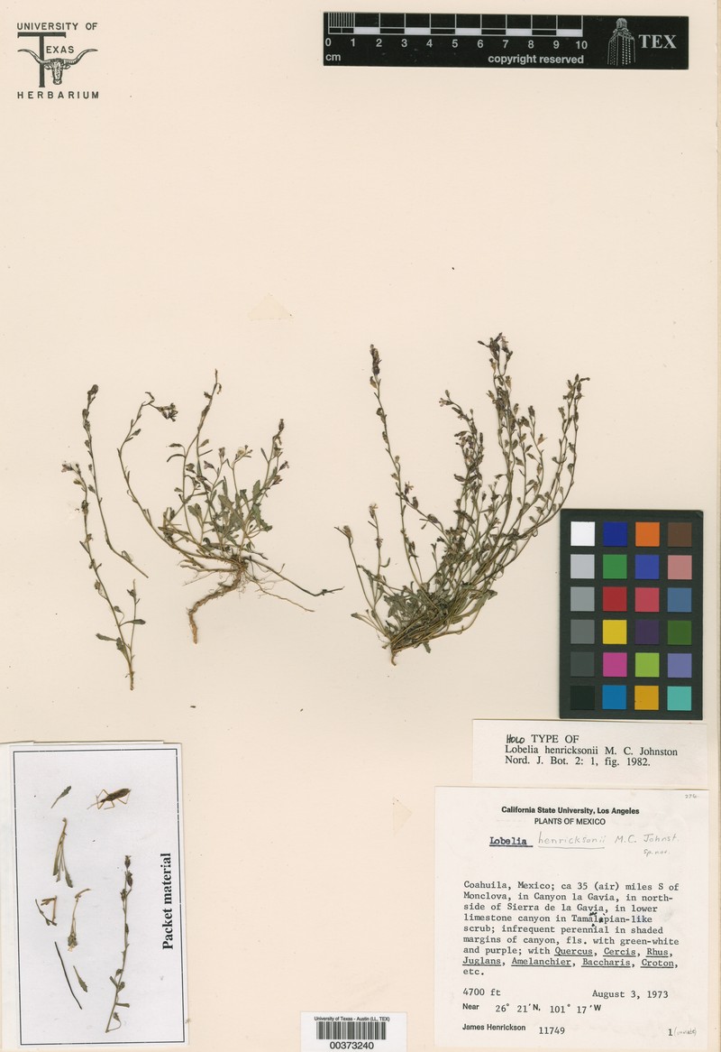 Lobelia henricksonii