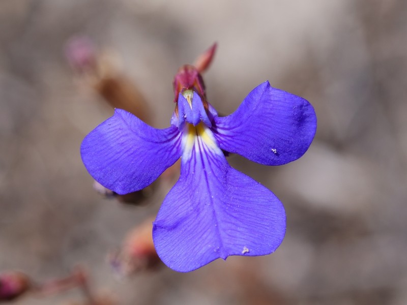 Lobelia heterophylla