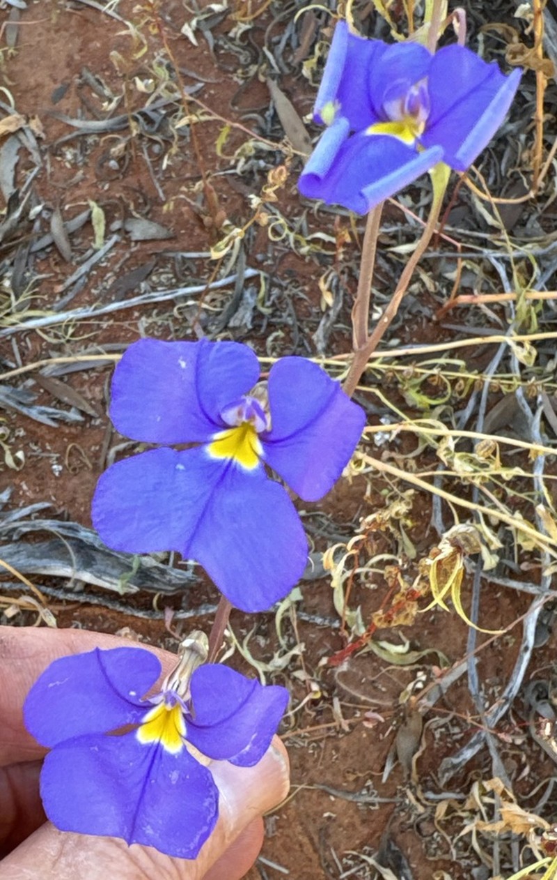 Lobelia heterophylla photo 2