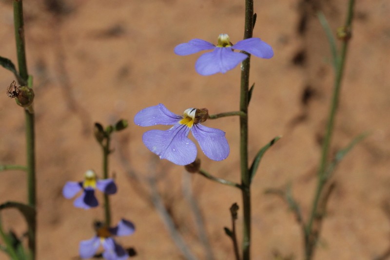 Lobelia heterophylla photo 3