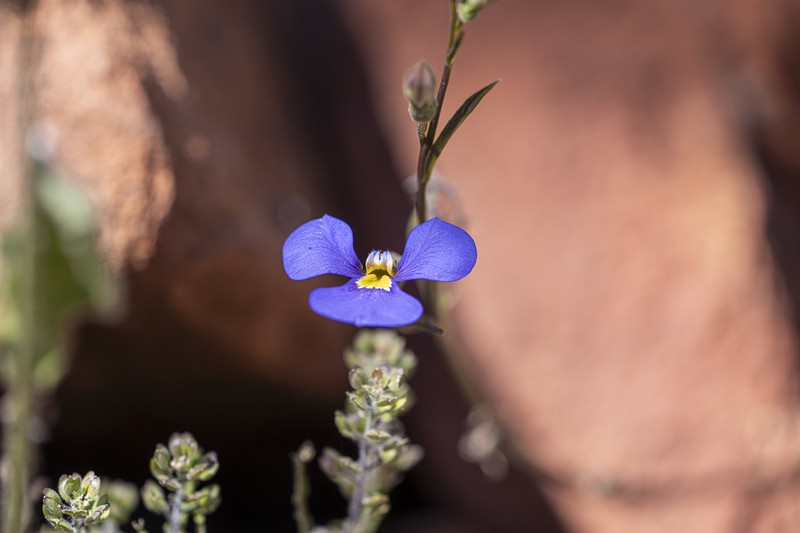 Lobelia heterophylla photo 4