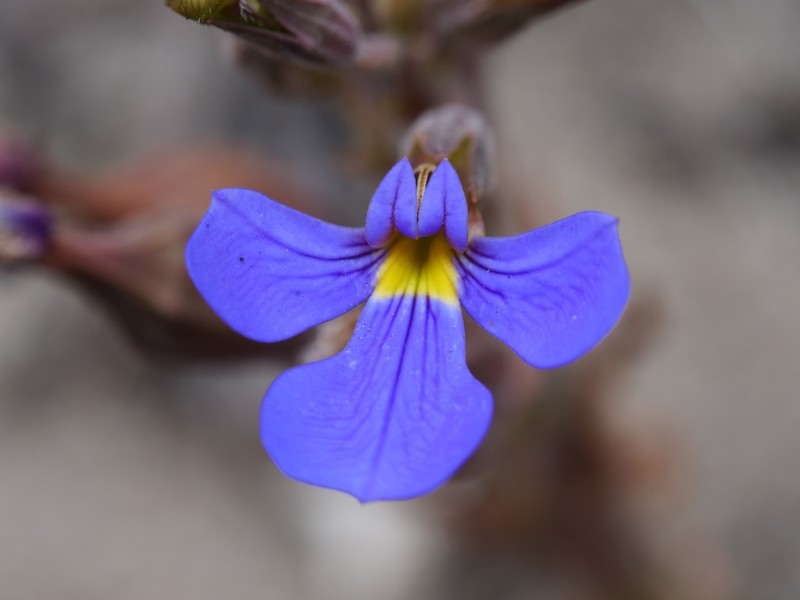 Lobelia heterophylla photo 5