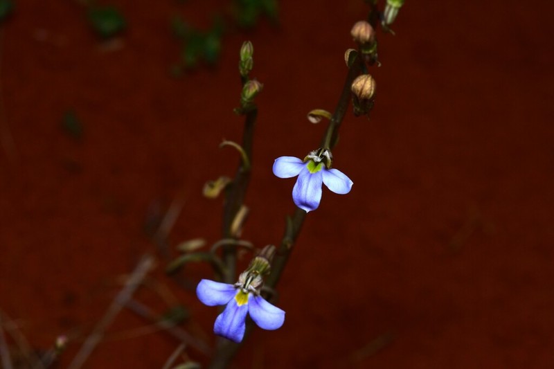 Lobelia heterophylla photo 6