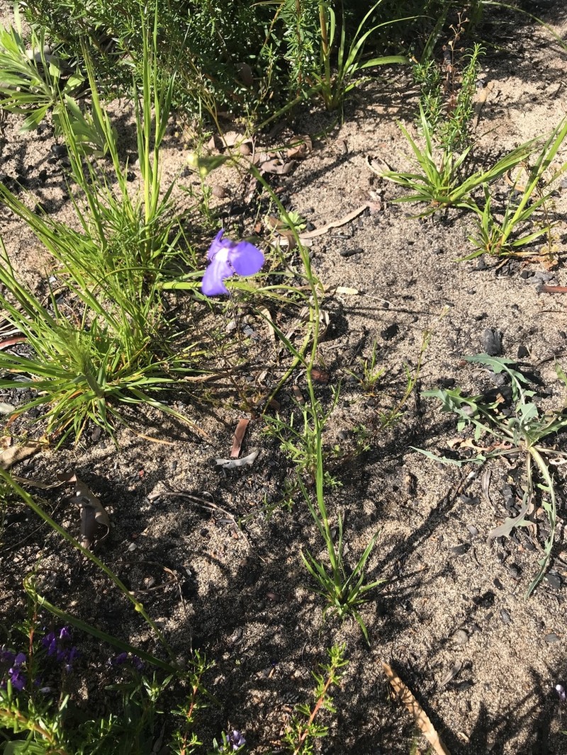 Lobelia heterophylla photo 7
