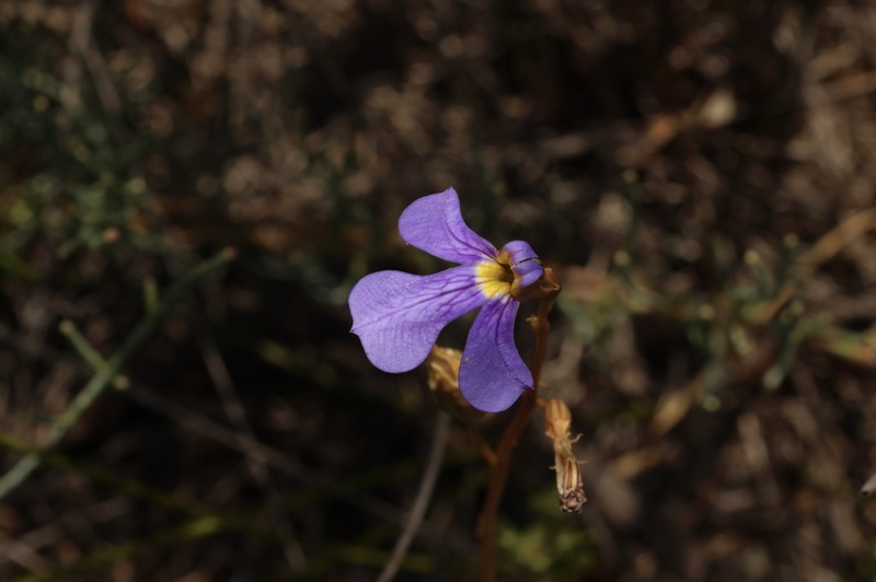 Lobelia heterophylla photo 8