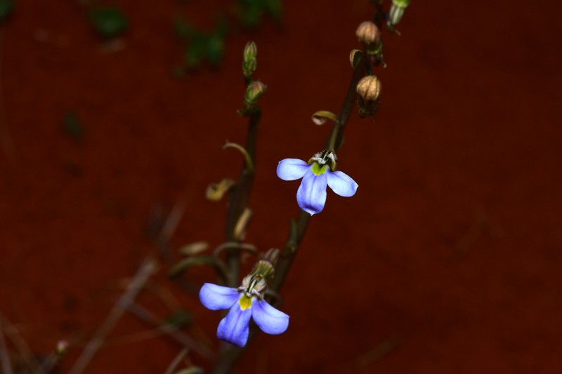 Lobelia heterophylla subsp. centralis